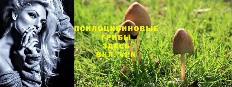 Галлюциногенные грибы Psilocybine cubensis  Белореченск 